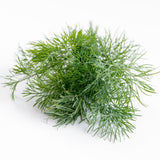 Dill