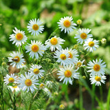 Chamomile