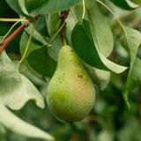 Pear