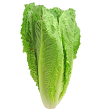 Lettuce