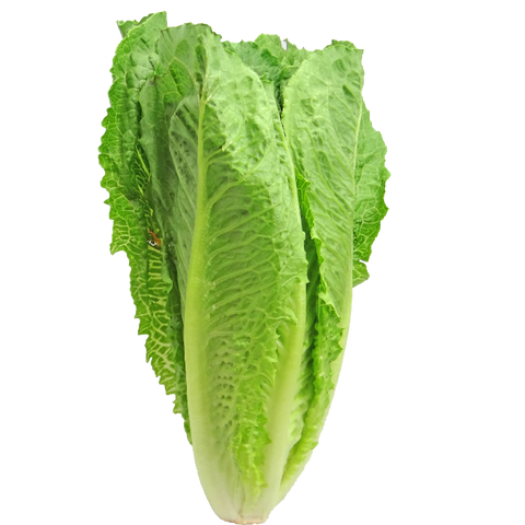 Lettuce