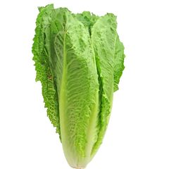 Lettuce