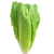 Lettuce