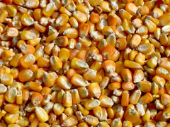 Yellow Corn