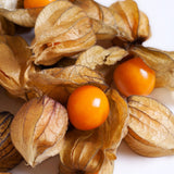 Physalis