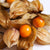 Physalis