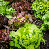 Vegetables with Leaves