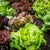 Vegetables with Leaves