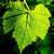 Grape Leaves